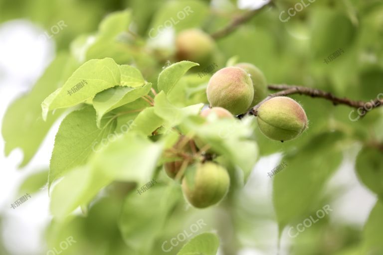 植物类：立夏时期的青杏